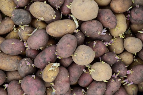 Germinated seed potatoes. Atyrau, Kazakhstan