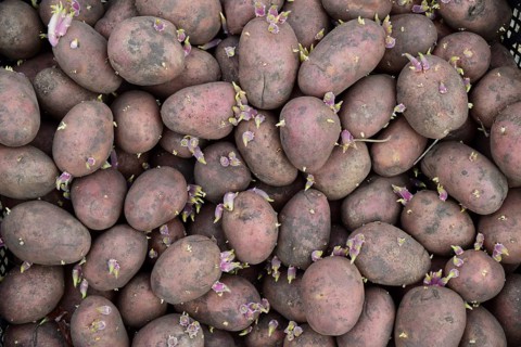 Germinated seed potatoes. Atyrau, Kazakhstan