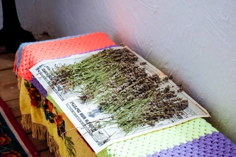 Harvesting and drying medicinal herbs on a newspaper. Taman, Krasnodar Krai, Russia
