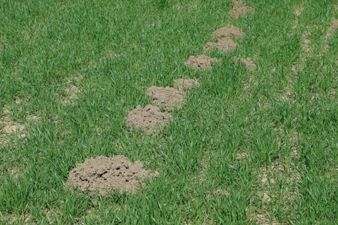 The mounds of soil left by the mole. Atyrau, Kazakhstan