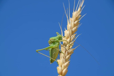 Isophia. Grasshopper is an isophy on a wheat spikelet. Atyrau, Kazakhstan