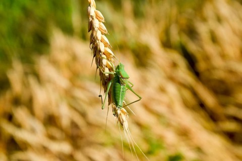 Isophia. Grasshopper is an isophy on a wheat spikelet. Atyrau, Kazakhstan