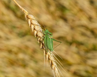 Isophia. Grasshopper is an isophy on a wheat spikelet. Atyrau, Kazakhstan