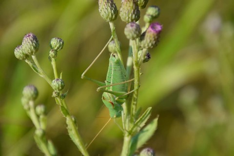 Isophya on the stems of the tubercle. Atyrau, Kazakhstan