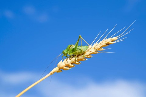 Isophia. Grasshopper is an isophy on a wheat spikelet. Atyrau, Kazakhstan