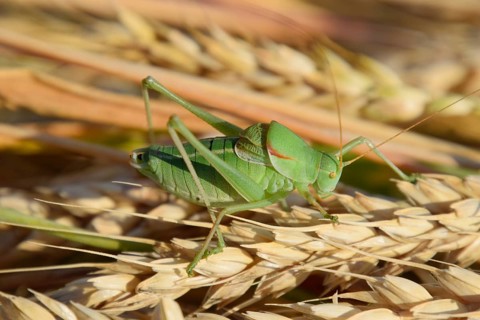 Isophia. Grasshopper is an isophy on a wheat spikelet. Atyrau, Kazakhstan