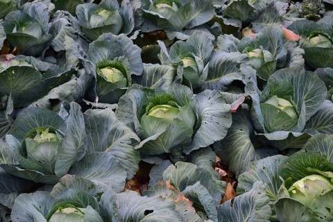 Cabbage field. Atyrau, Kazakhstan