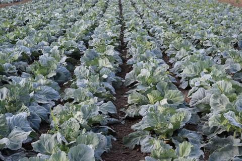 Cabbage field. Atyrau, Kazakhstan