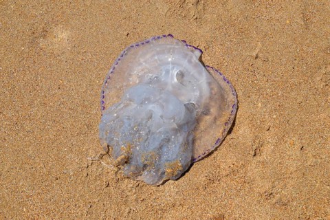 Jellyfish Rhizostoma root rope, thrown to the shore of the sea. Golubitskaya, Russia
