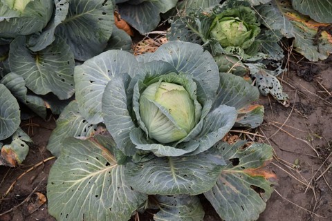 Cabbage field. Cultivation of cabbage in an open ground in the field. Atyrau, Kazakhstan