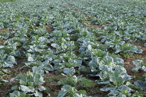 Cabbage field. Atyrau, Kazakhstan