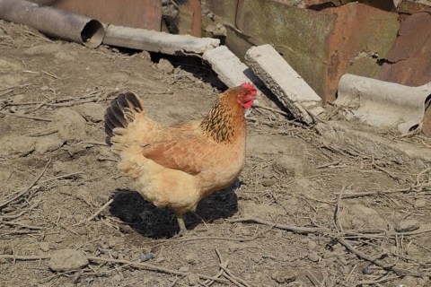 Hens in the yard of a hen house. Atyrau, Kazakhstan