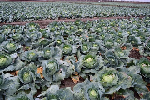 Cabbage field. Atyrau, Kazakhstan