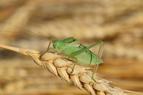 Isophia. Grasshopper is an isophy on a wheat spikelet. Atyrau, Kazakhstan