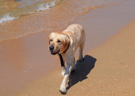 White dog on the beach. Golubitskaya, Russia