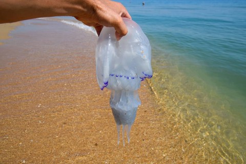 Jellyfish Rhizostoma root rope, thrown to the shore of the sea. Golubitskaya, Russia