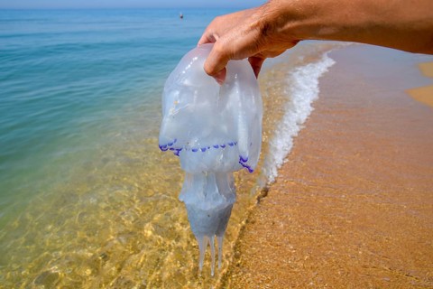 Jellyfish Rhizostoma root rope, thrown to the shore of the sea. Golubitskaya, Russia