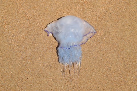 Jellyfish Rhizostoma root rope, thrown to the shore of the sea. Golubitskaya, Russia