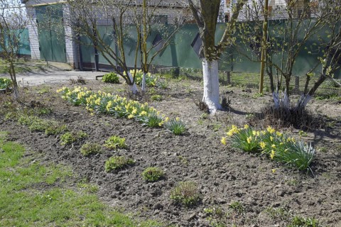 Flowers daffodil yellow. Atyrau, Kazakhstan