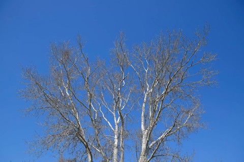 The branches of the poplar against the blue sky. Atyrau, Kazakhstan