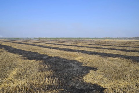 Burning track in paddy field. Atyrau, Kazakhstan