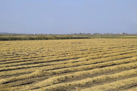Harvesting rice in the fields. Beveled rice in field. Atyrau, Kazakhstan