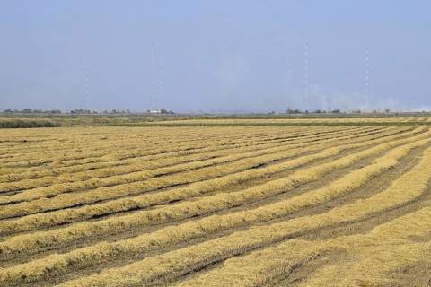 Harvesting rice in the fields. Atyrau, Kazakhstan