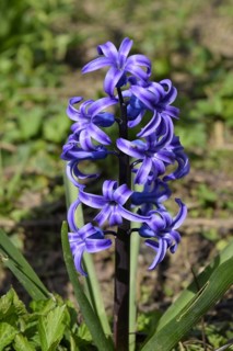 Hyacinth blooms in the garden. Atyrau, Kazakhstan