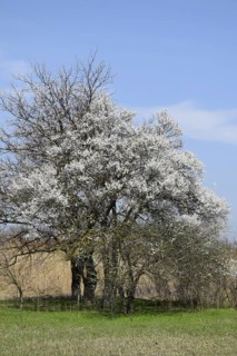 Flowering plum garden. Atyrau, Kazakhstan
