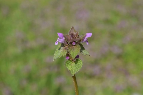 Lamium purpureum blooming in the garden. Atyrau, Kazakhstan