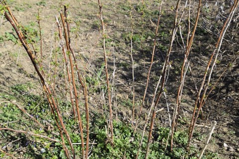 Young shoots of raspberries. Atyrau, Kazakhstan