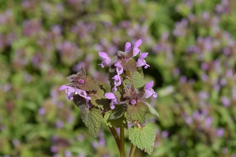 Lamium purpureum blooming in the garden. Atyrau, Kazakhstan