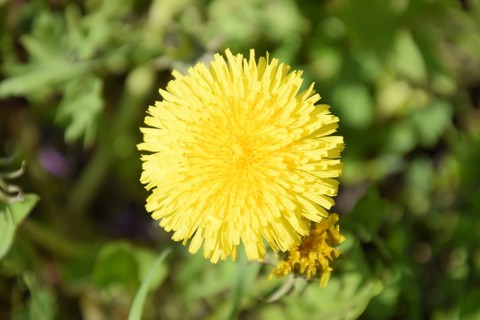 Flowering dandelions in the clearing. Atyrau, Kazakhstan