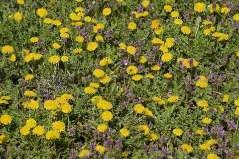 Flowering dandelions in the clearing. Atyrau, Kazakhstan