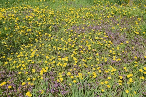 Flowering dandelions in the clearing. Atyrau, Kazakhstan