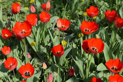 Red tulips bloom in the flowerbed. Atyrau, Kazakhstan