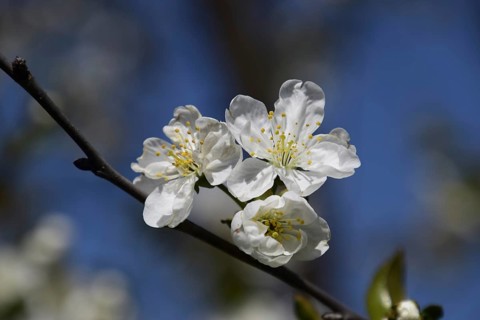 Cherry blossoms against a blue sky Atyrau, Kazakhstan