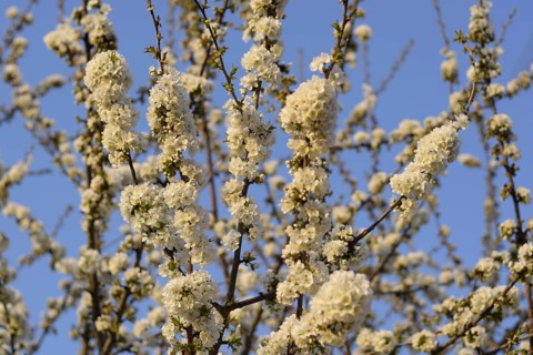 Prunus avium Flowering cherry. Atyrau, Kazakhstan