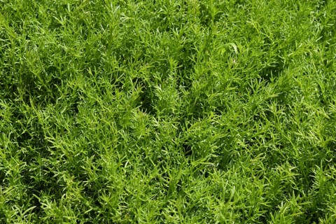 Young shoots of chamomile. Atyrau, Kazakhstan