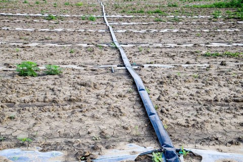 Watering system on the field of watermelons and melons. Atyrau, Kazakhstan
