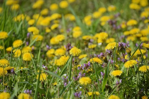 Flowering dandelions in the clearing. Atyrau, Kazakhstan