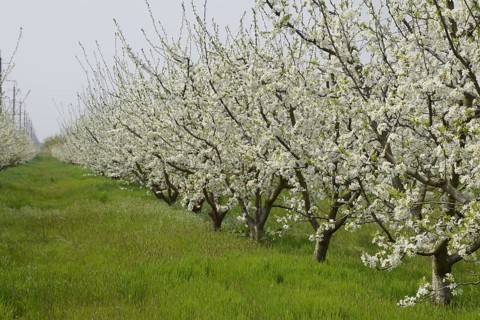 Flowering plum garden. Atyrau, Kazakhstan
