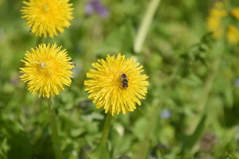 Flowering dandelions in the clearing. Atyrau, Kazakhstan