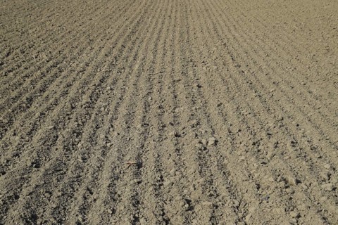 Plowed field, rows from soybean sowing. Atyrau, Kazakhstan