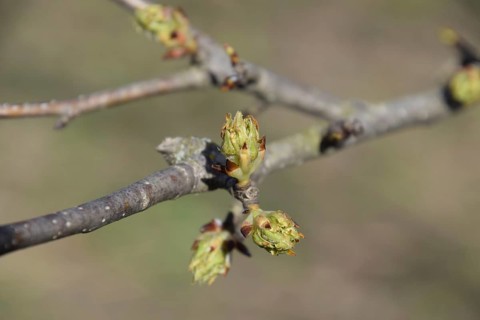 Blossoming buds of pear tree. Atyrau, Kazakhstan