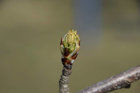 Blossoming buds of pear tree. Atyrau, Kazakhstan