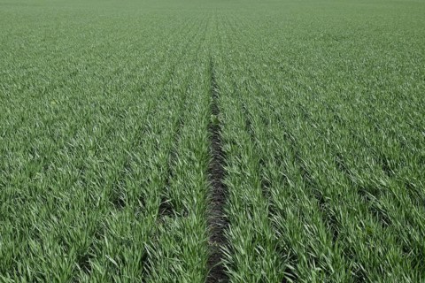 Spring winter wheat field. Atyrau, Kazakhstan