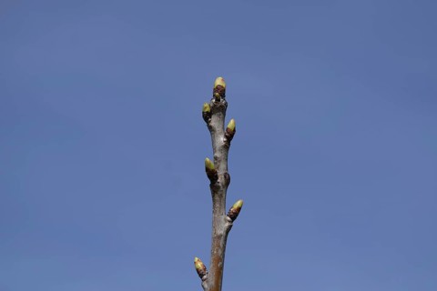 Young buds of a cherry on a branch. Atyrau, Kazakhstan