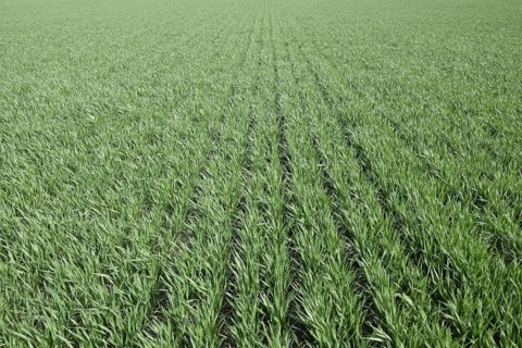 Spring winter wheat field. Atyrau, Kazakhstan