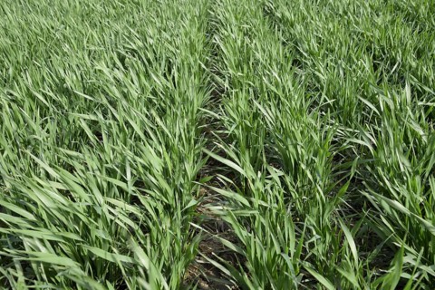 Spring winter wheat field. Atyrau, Kazakhstan